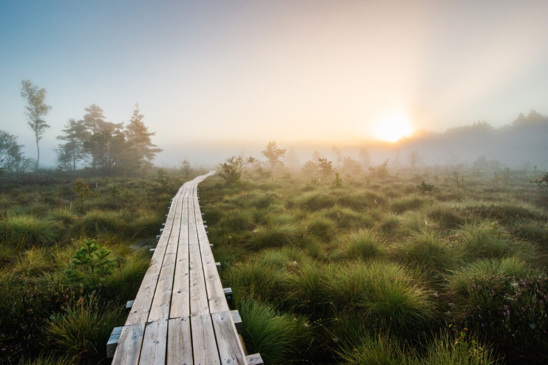 Visit Saaremaa - Koigi raba - loodusfoto