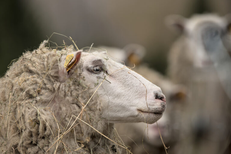 Visit Saaremaa - Lammas - loomafoto