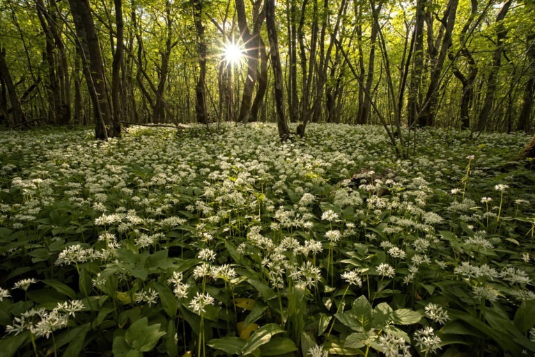 Visit Saaremaa - Metsaalune - loodusfoto