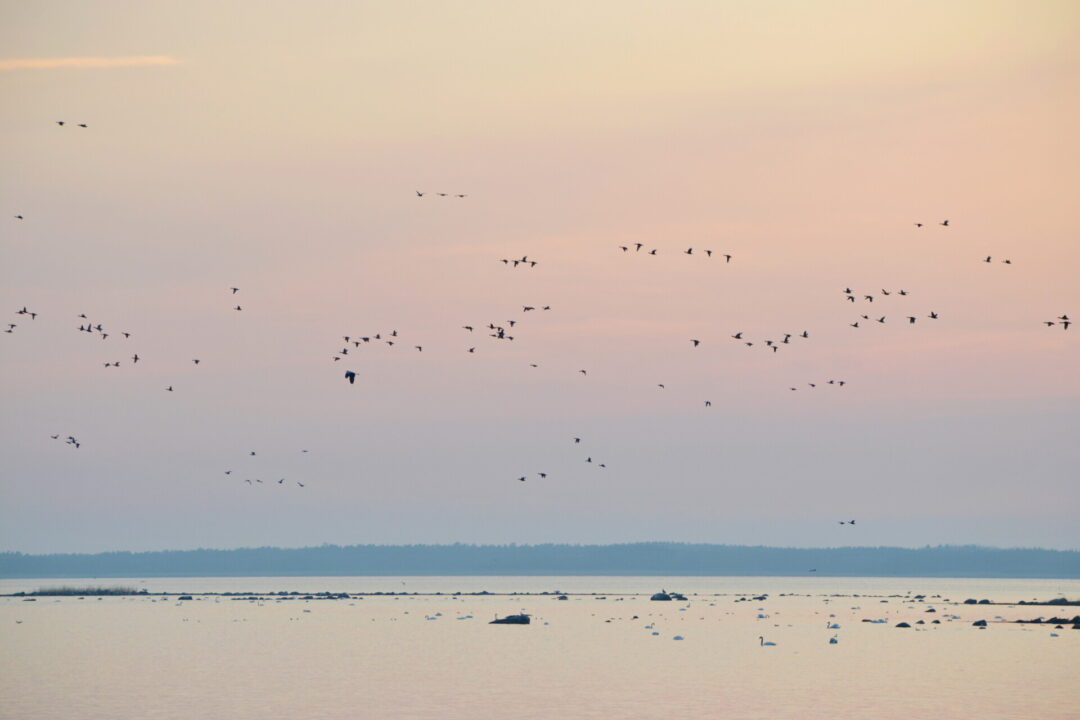 Visit Saaremaa - Linnud lendamas - loodusfoto