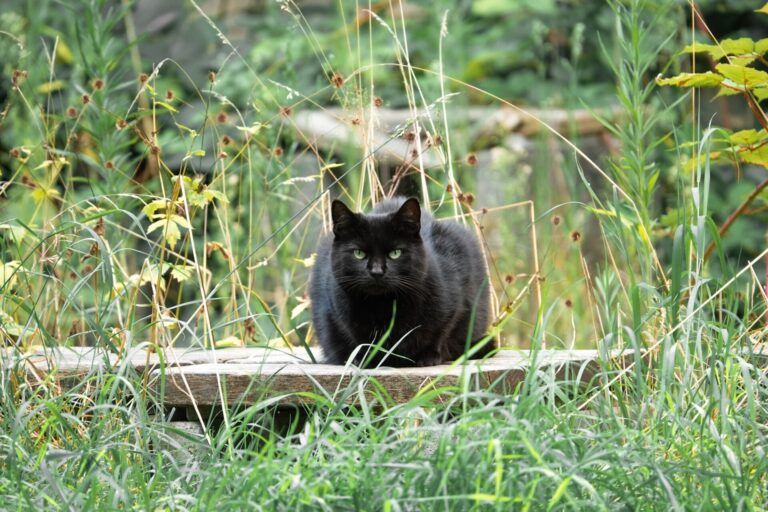 Visit Saaremaa - black cat