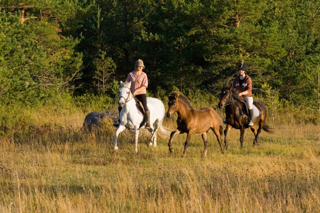 Visit Saaremaa - ratsutamine saarel