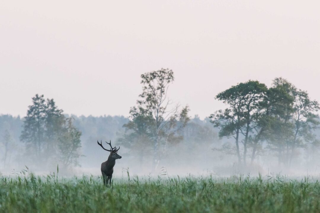 Visit Saaremaa - Punahirv udusel aasal - loodusfoto