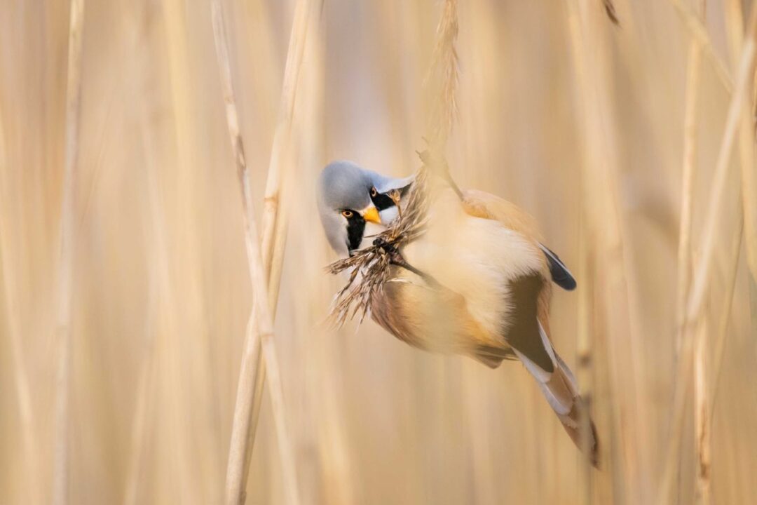 Visit Saaremaa - Roohabekas pesa ehitamas - loodusfoto