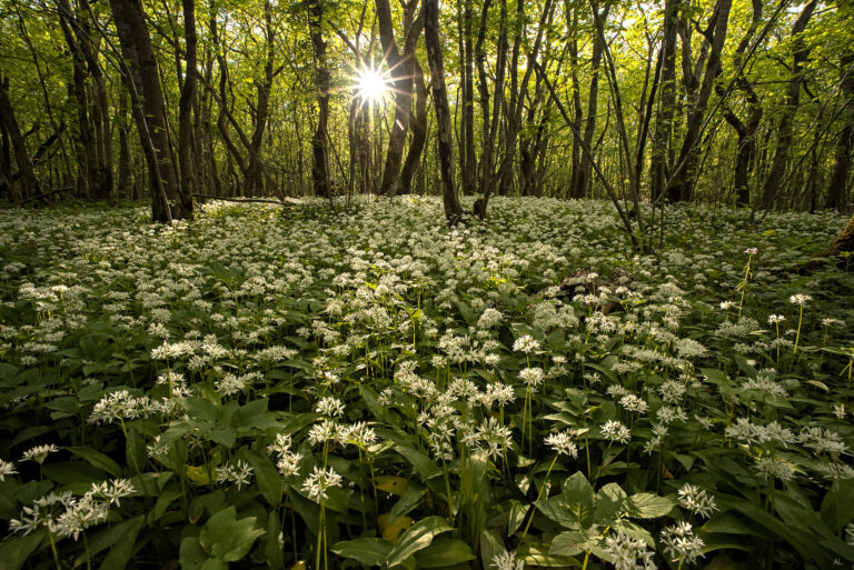 Visit Saaremaa - karulaud - loodusfoto